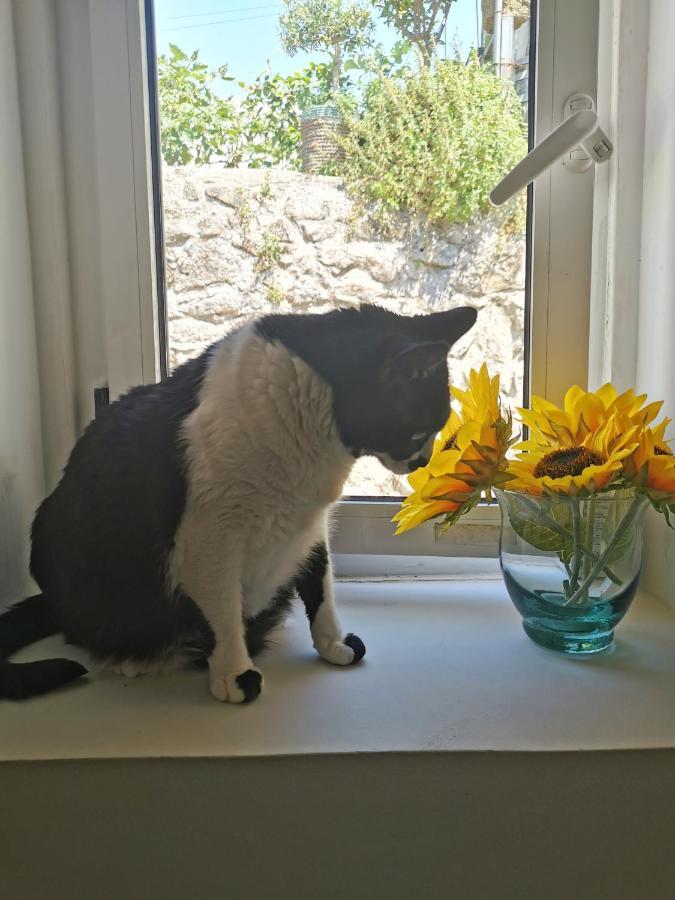 St. Johns Alley Of Poetry And Imaginary Cats بورتو المظهر الخارجي الصورة